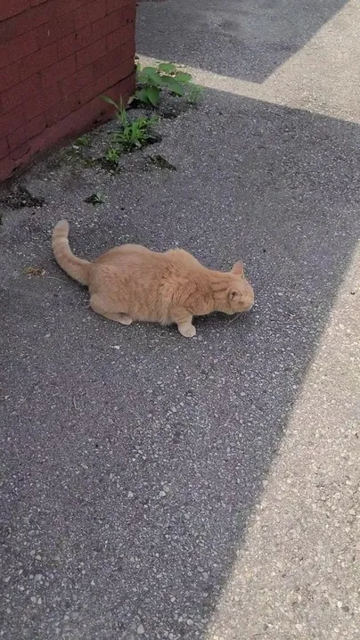 Neugier hat die Katze getötet, wie man so schön sagt, ich hoffe, du machst mein Kätzchen kaputt :P