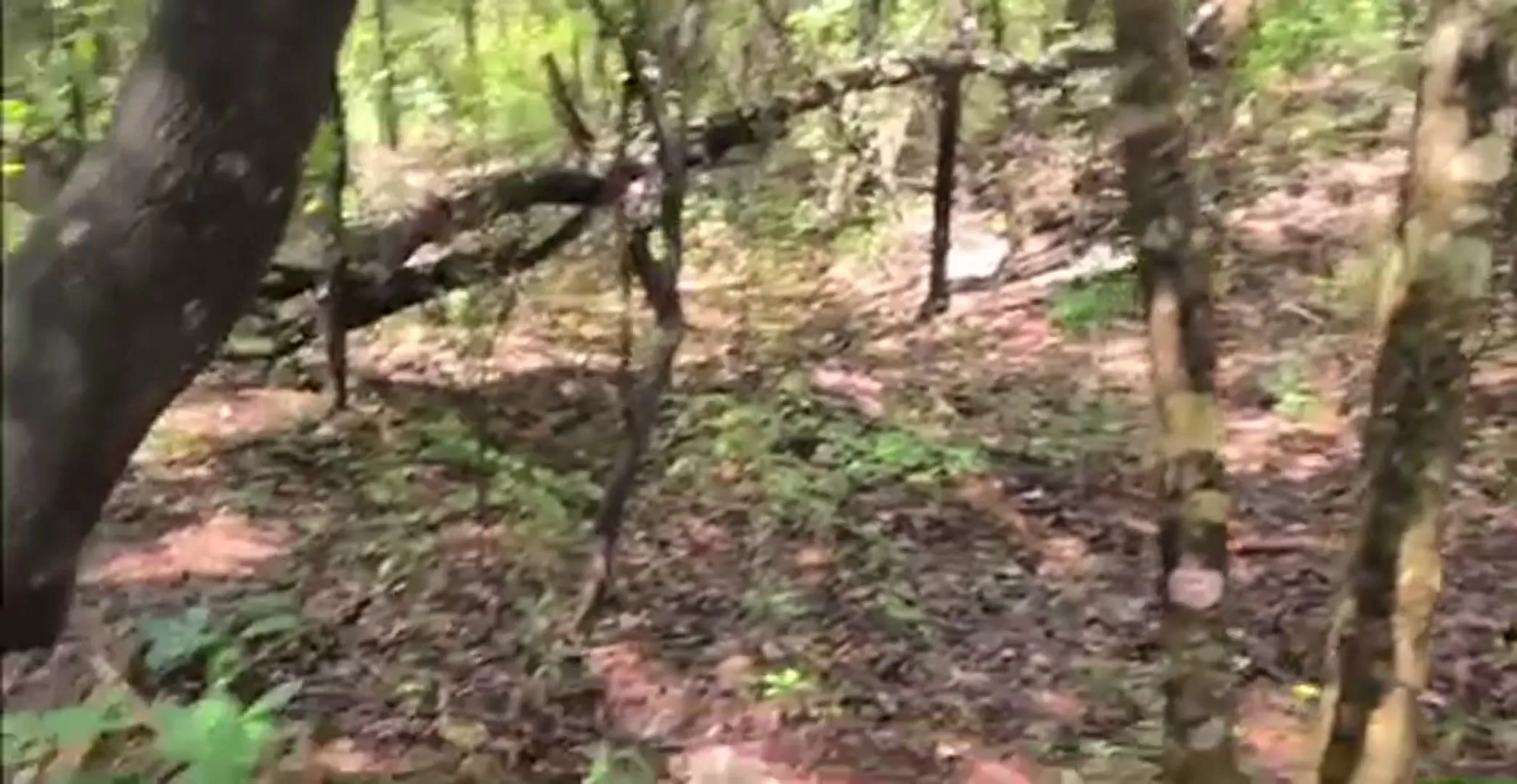 faire pipi dans la forêt